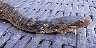 Saint Petersburg snake