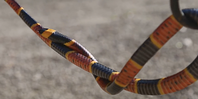 Saint Petersburg snake