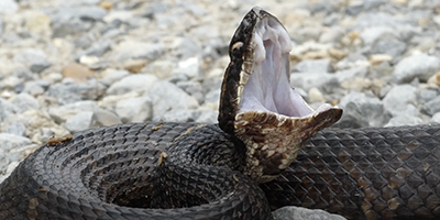 Saint Petersburg snake